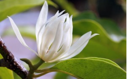 Ngọc lan hoa trắng - Trung Tâm Giống Cây Trồng Công Nghệ Cao Việt Nam